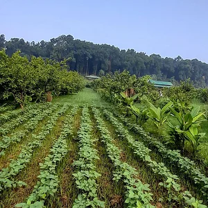 Forest Side Farm