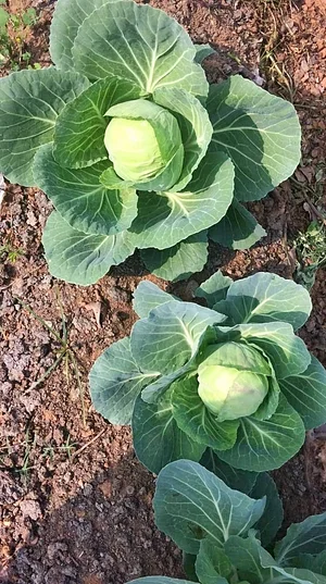 Forest Side Farm