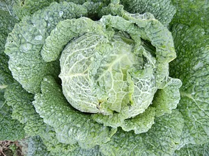 Cloughjordan Community Farm