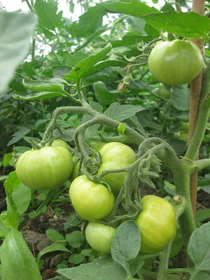 Cloughjordan Community Farm
