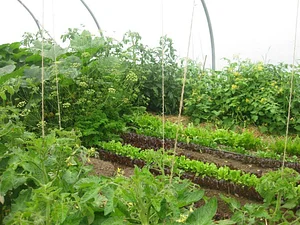 Cloughjordan Community Farm