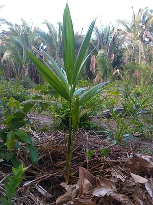 Cultivo de Abacaxi Agroecológico