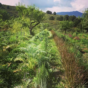 Syntropic Farming at La Loma Viva