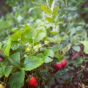 Syntropic Farming at La Loma Viva