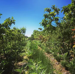 Syntropic Farming at La Loma Viva