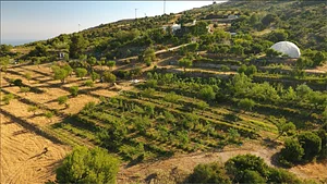 Syntropic Farming at La Loma Viva