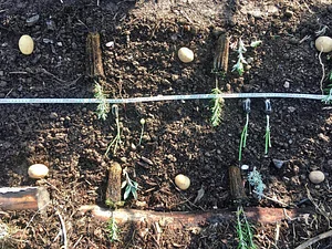 Syntropic Farming at La Loma Viva