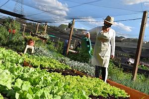 CerAUP/UEM - Centro de Referência de Agricultura Urbana e Periurbana da Universidade Estadual de Maringá - Paraná