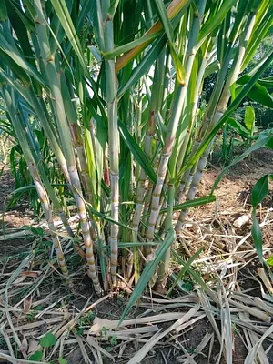 Kaswanga Permaculture and Syntropic Agroforestry Project