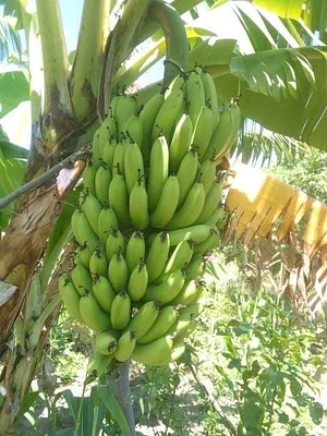 Kaswanga Permaculture and Syntropic Agroforestry Project
