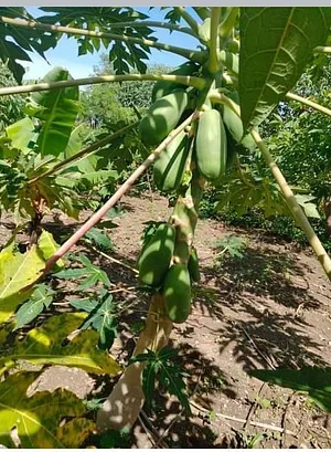 Kaswanga Permaculture and Syntropic Agroforestry Project