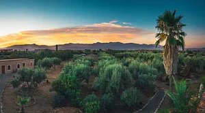 Marrakesh Organics