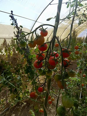 Habiba Organic Farm