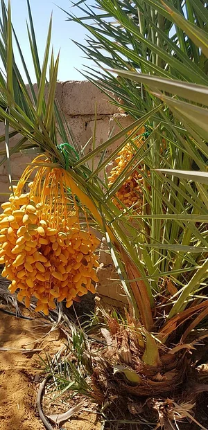 Habiba Organic Farm