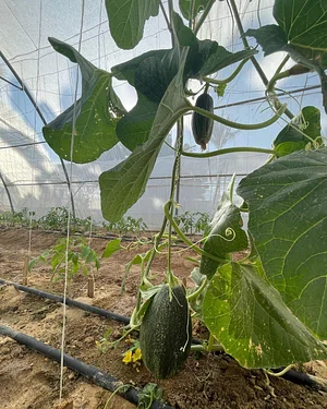 Habiba Organic Farm