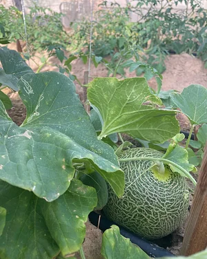 Habiba Organic Farm