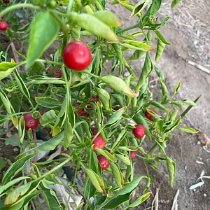 Habiba Organic Farm
