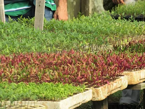 Rede de Agroecologia da Unicamp 2