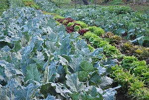 Regenerative Agriculture at Kupa'a