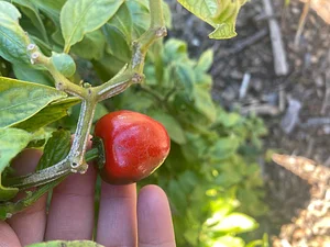 U-Pick Organic Farm Produce