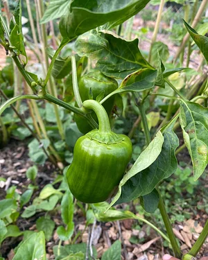U-Pick Organic Farm Produce