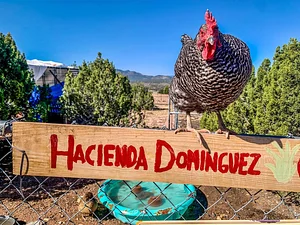 Chicken