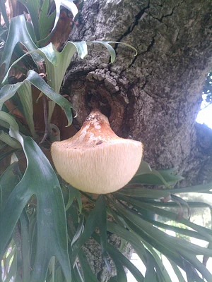 A lion's mane mushroom grows on a 100 year old native oak beneath a stag horn fern.