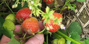 La Puma Farms