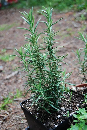 Watercliff Permaculture Farm