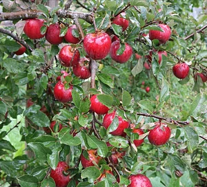 Watercliff Permaculture Farm