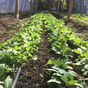 Watercliff Permaculture Farm