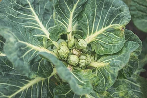 Watercliff Permaculture Farm