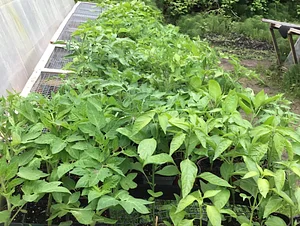 Watercliff Permaculture Farm