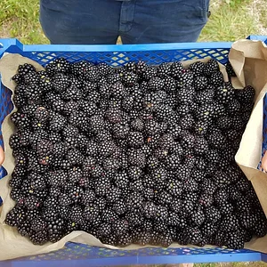 Agroecology in Plum Village Happy Farm