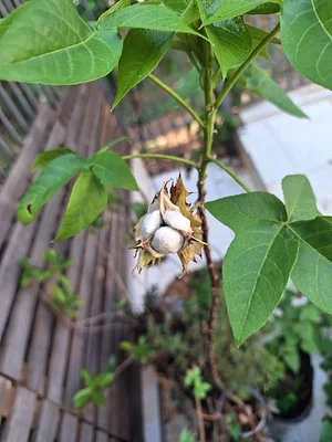 Sprouting cotton balls