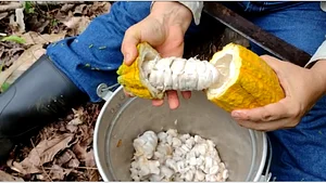casser le fruit pour en rétirer les amendes avec leur pulpe