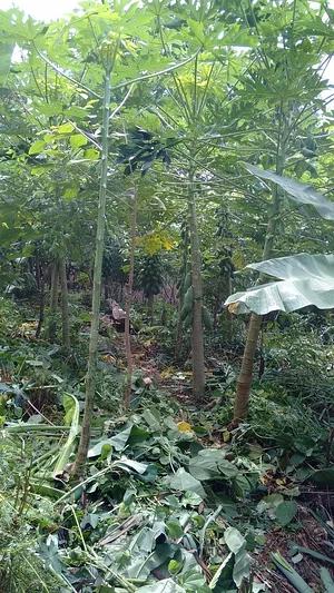 Agrofloresta Pirasykáua 6