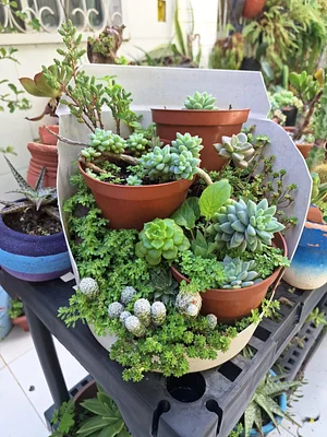 We love cacti and succulents
