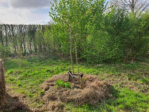 Polyculture and mulching