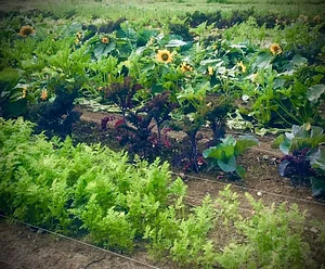 Seed Program