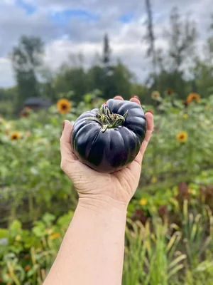 Seed Program
