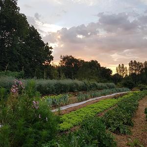 Plum Village Happy Farm