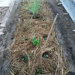 Saifana Organic Farm