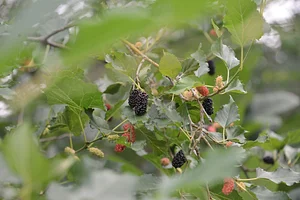 Saifana Organic Farm