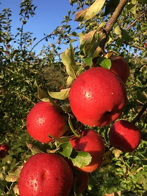 Apples