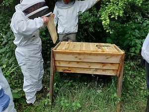 Beekeeping