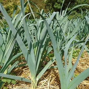 Ragmans Lane Farm