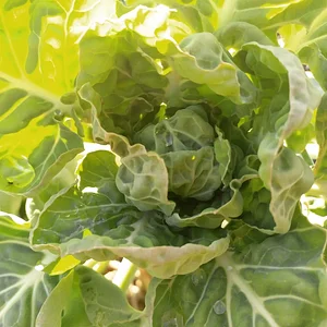 Lettuce