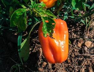 NCSU Agroecology Education Farm