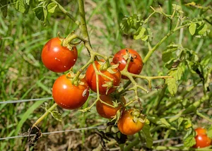 NCSU Agroecology Education Farm